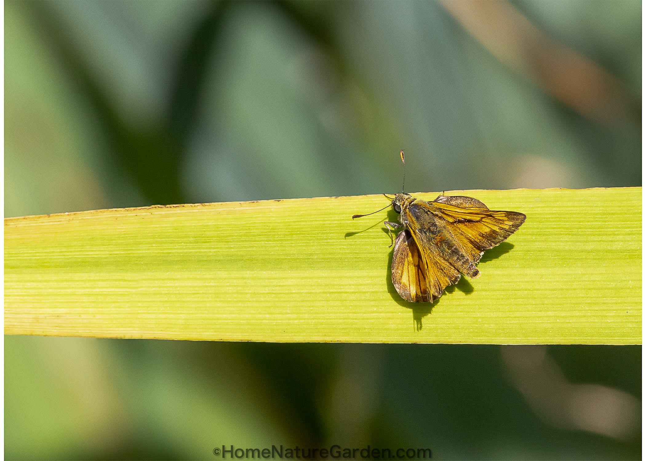 Butterfly Friendly Plants for a Thriving Wildlife Garden