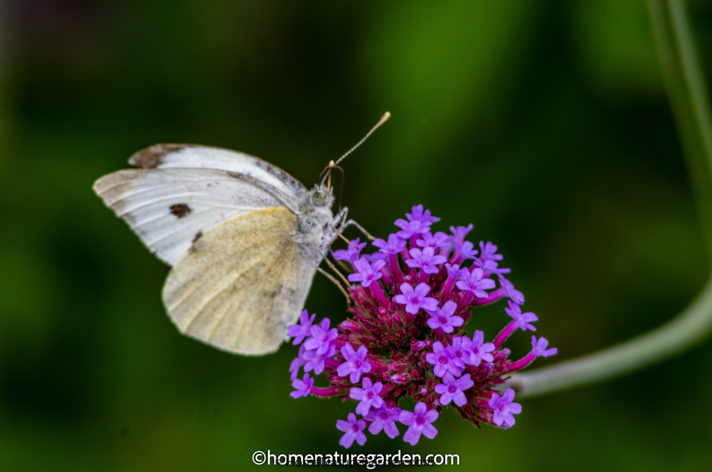Butterflies at Risk: What Inspired my Writing on Butterflies