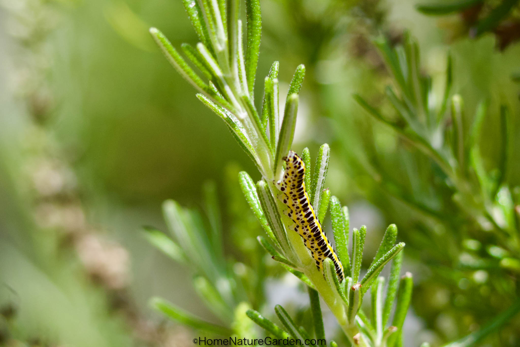 5 Ways to Enjoy your New Butterfly and Caterpillar Garden