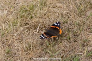 Red admiral butterfly basking on a sun-warmed lawn in a wildlife garden
