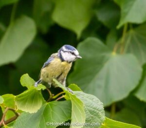 Blue tit perched on a garden bush, alert and watching its surroundings.