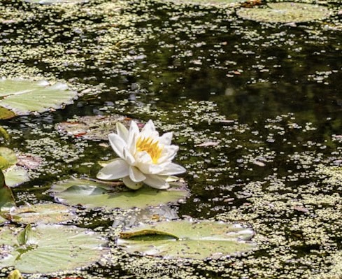 White water lilly with a yellow centre in a pond