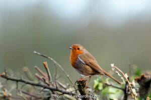 European robin perched on a branch in a UK garden during winter