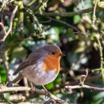 Robin perched on a wildlife hedge in a British garden