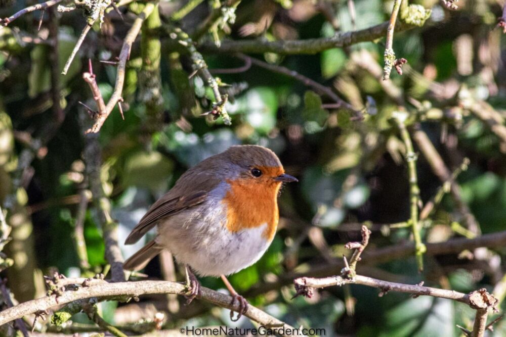 The Best Books about Robins: Behaviour, Natural History and Ecology