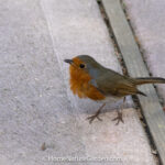 European robin standing upright on paving in territorial posture during breeding season in a UK garden