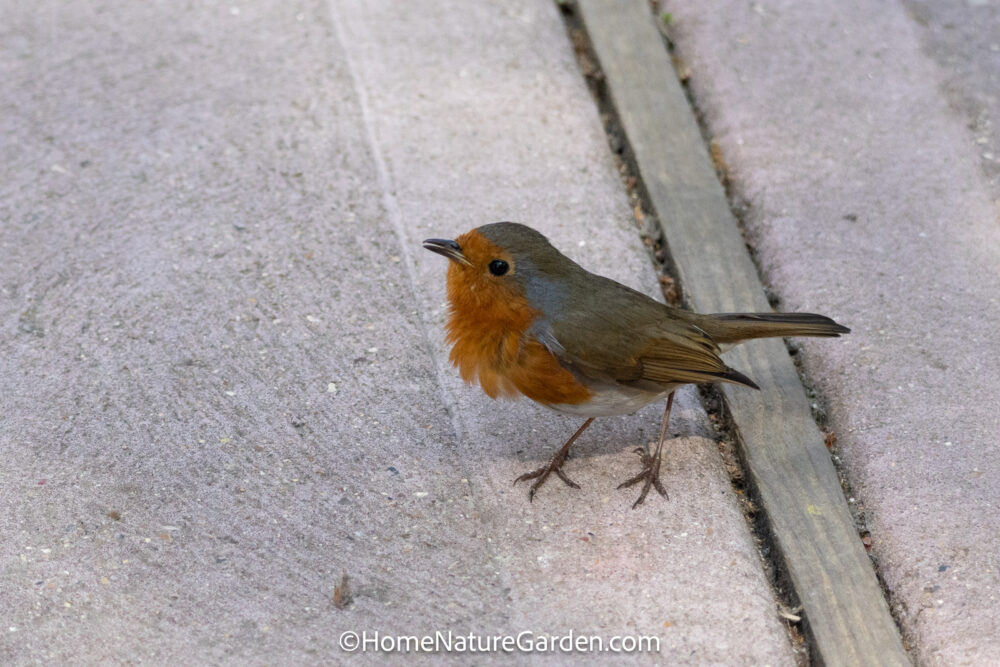 European robin standing upright on paving in territorial posture during breeding season in a UK garden