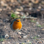 Eurasian Robin standing on the ground