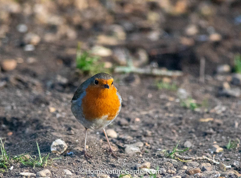 Winter Robin in UK Gardens: Territory, Ecology and Survival