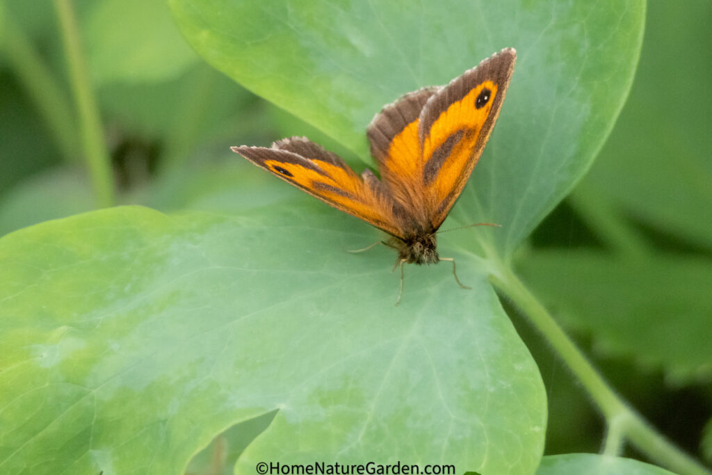 Close up of a hedge brown butterfly
on a leaf showing the brown eye spots on the orange wings.  