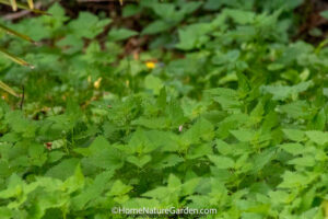 Stinging nettle plant with serrated green leaves in the garden