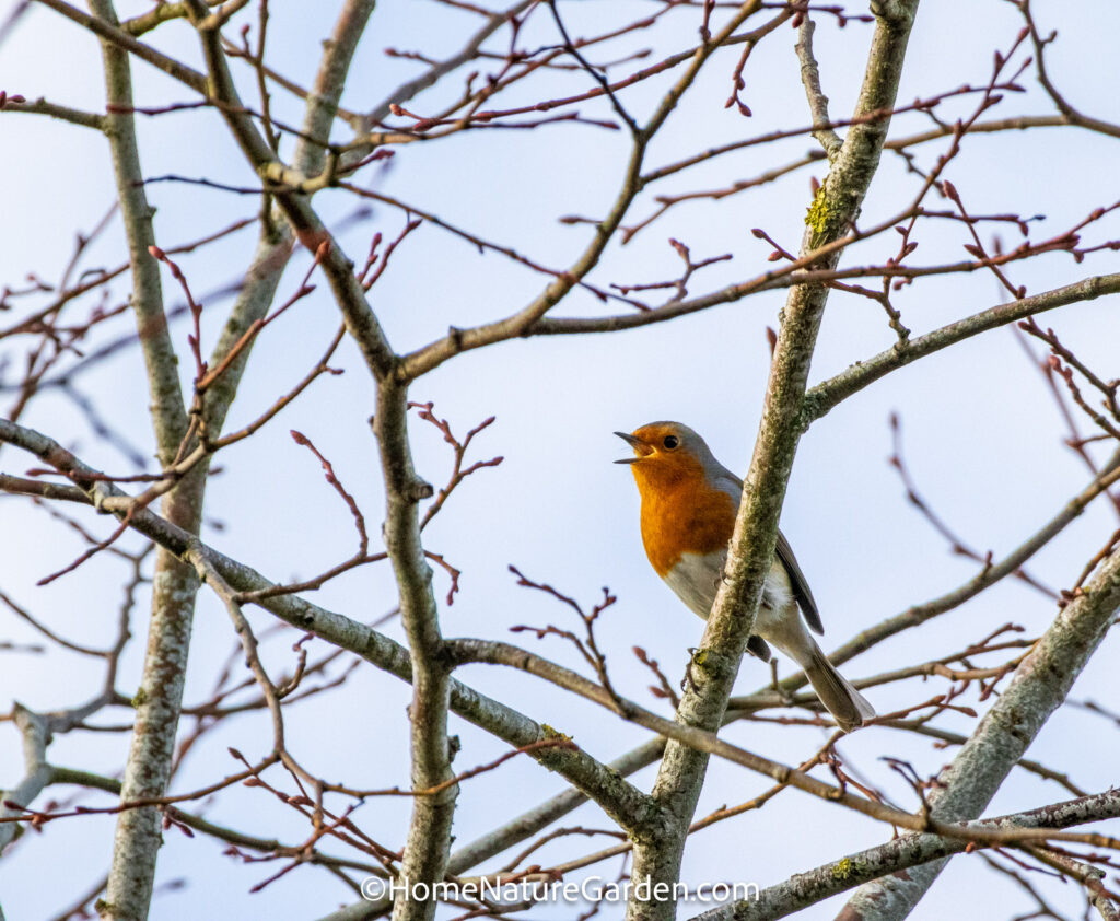 European robin perched in bare tree branches singing in early spring.