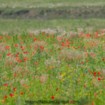 Best wildflower seeds UK for a wildflower meadow beside river in summer with red poppies and white wildflowers