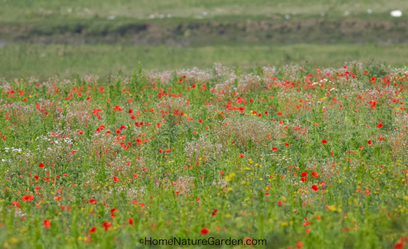Best wildflower seeds UK for a wildflower meadow beside river in summer with red poppies and white wildflowers