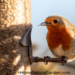 Robin perched on sunflower heart tube feeder in UK garden.