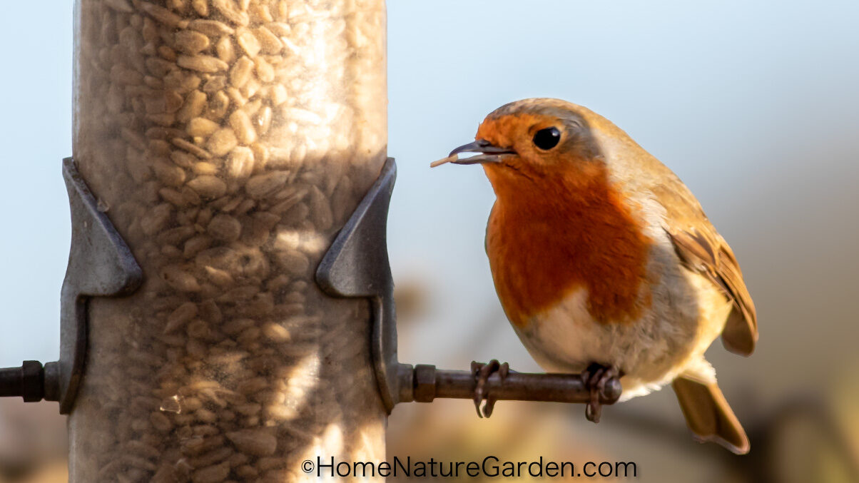 Robin perched on sunflower heart tube feeder in UK garden.