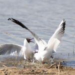 Two black-headed gulls engaged in territorial behaviour