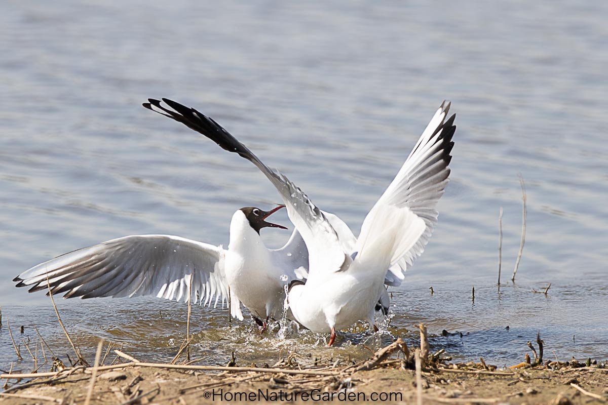 Quiet Connections between Familiar Birds