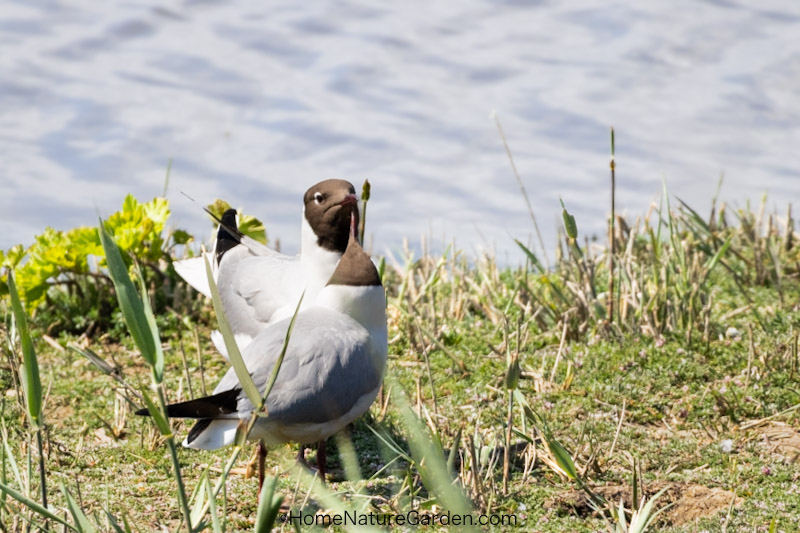 Closeness between a pair of black-headed gulls