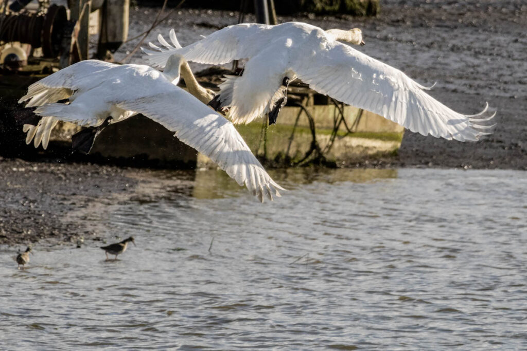 Dominant swan chasing another swan along the river during territorial behaviour 