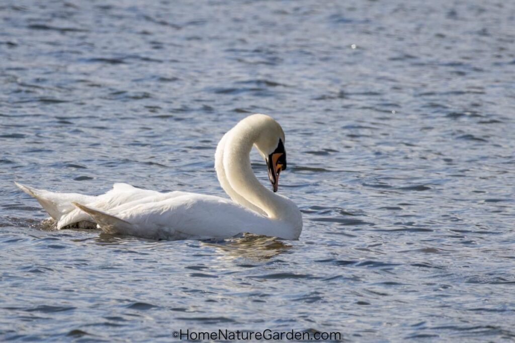 Two swans using mirroring behaviour on the river