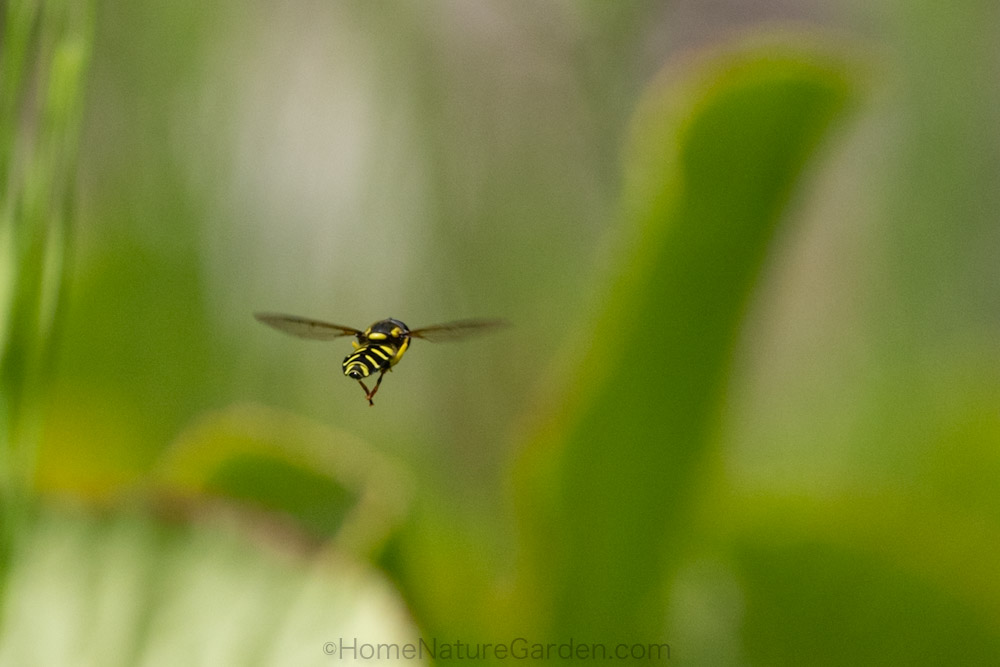 Hoverfly hovering over flowers in a Suffolk garden 