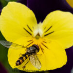 Hoverflies in the British Garden