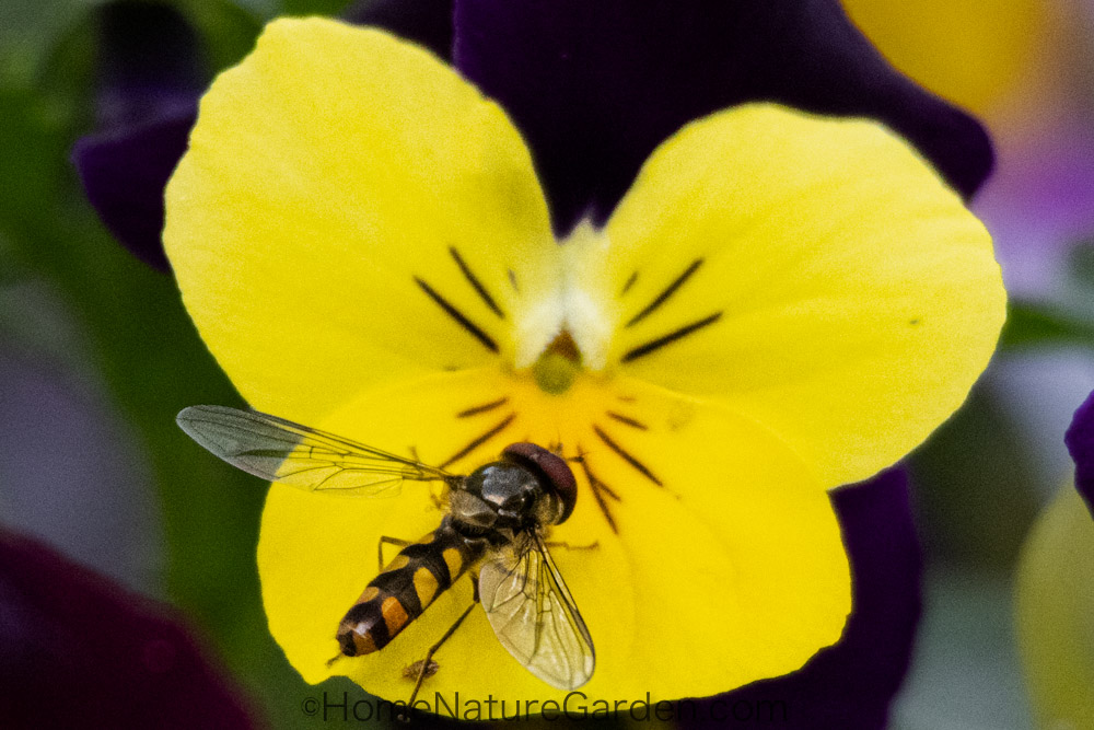 Hoverflies in the British Garden