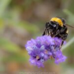 Heatwaves affect bees