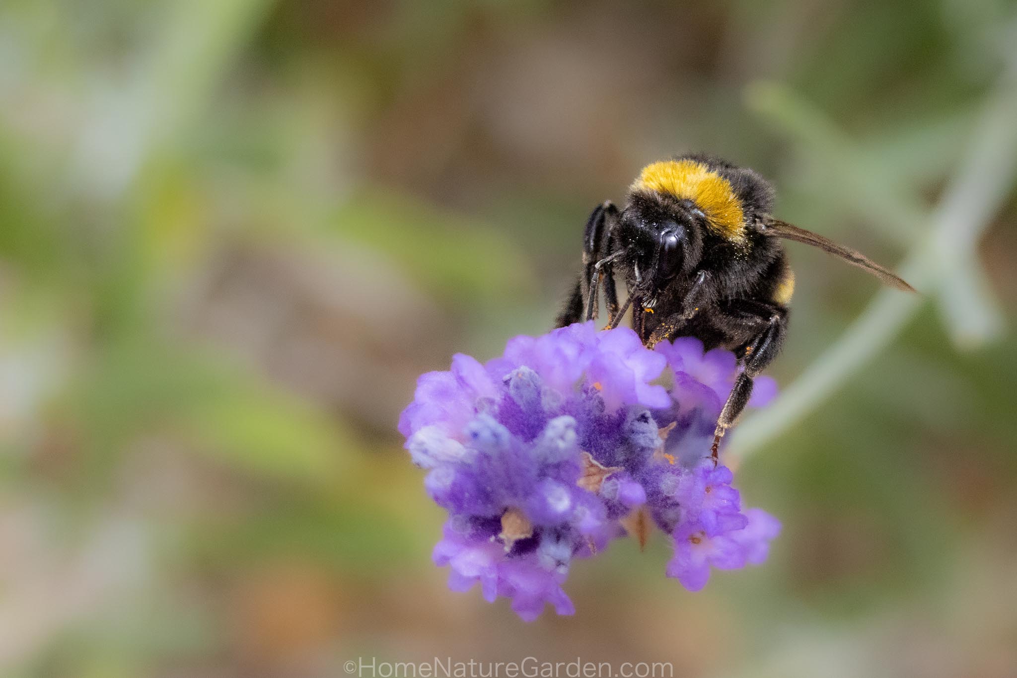 Heatwaves affect bees