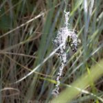 Female wasp spider on orb web with zigzag stabilimentum