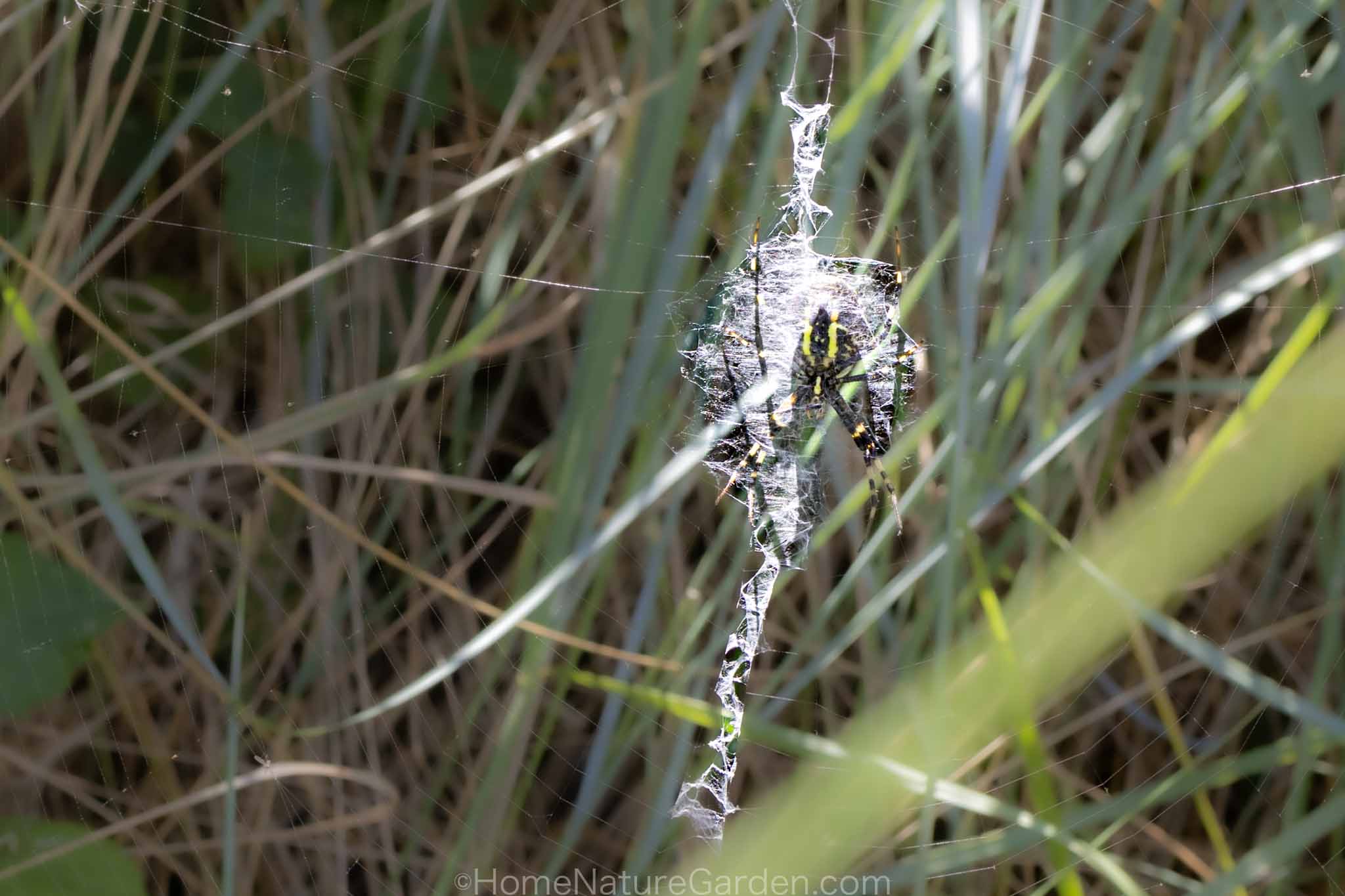 Female wasp spider on orb web with zigzag stabilimentum