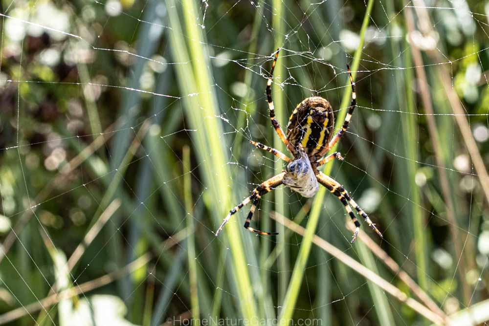 Female wasp spider with silk wrapped prey in her orb web.