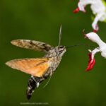 Humming-bird Hawk-moth hovering beside a white and red flower while feeding