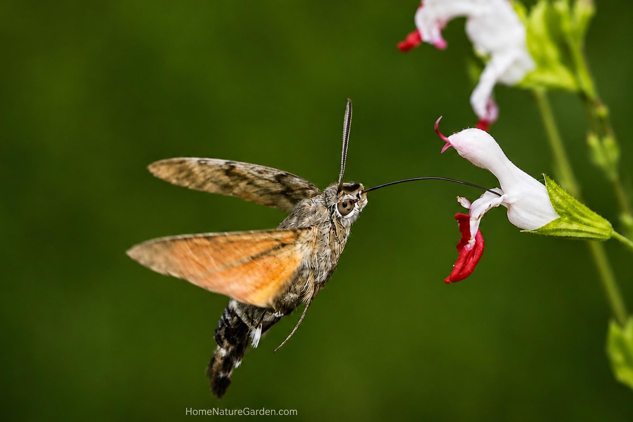 Humming-bird Hawk-moth hovering beside a white and red flower while feeding